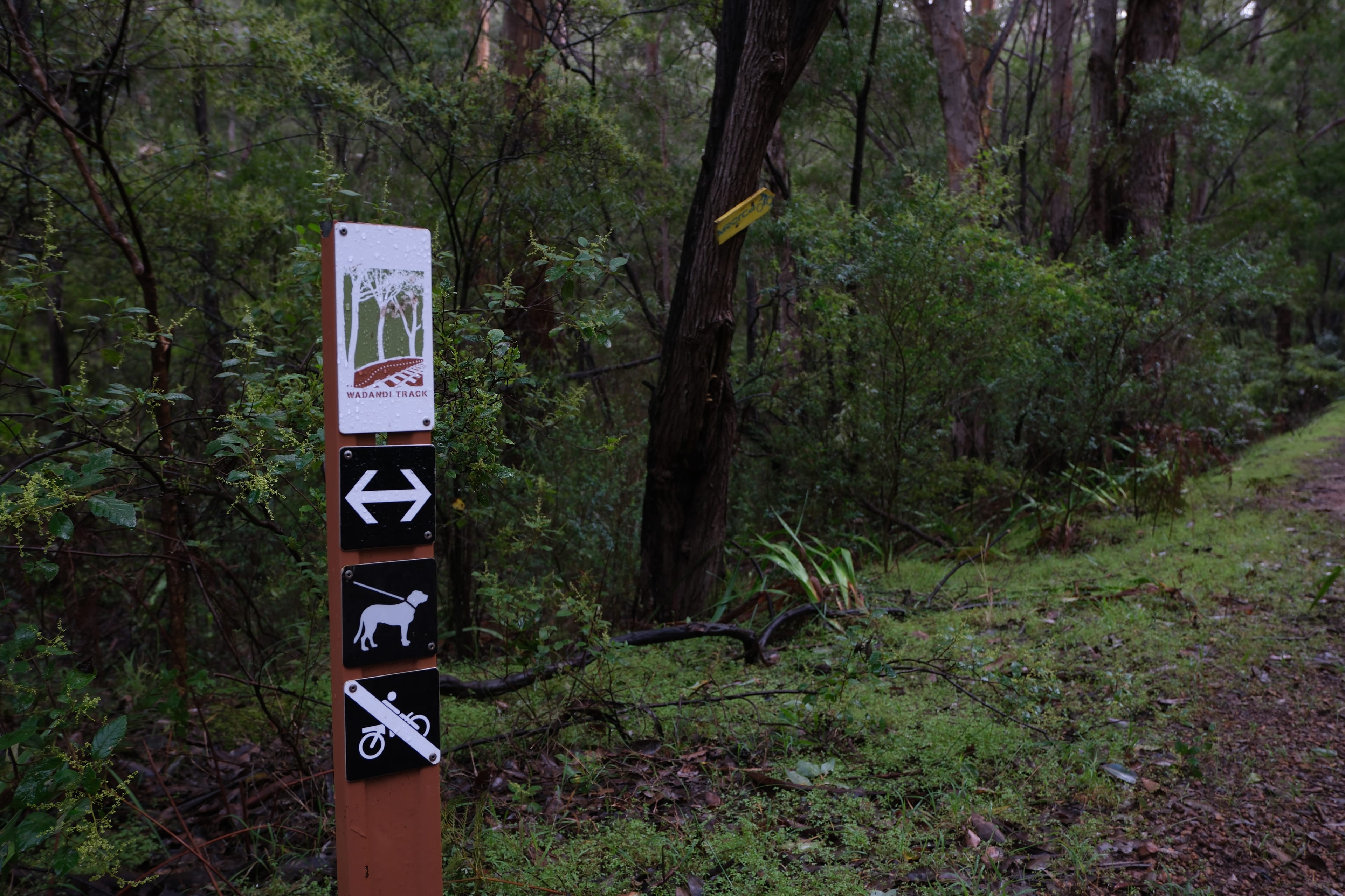 Wadandi track